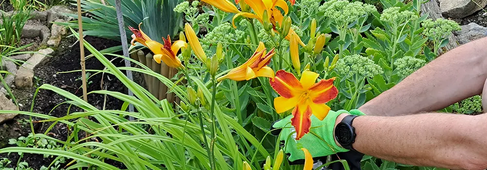 plantes et fleurs adaptées au climat du Luxembourg par Ludger