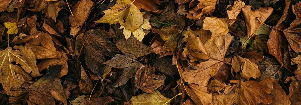 remettre en état votre jardin avec Ludger votre jardinier